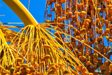 Hurma altın meyvesi, Kıbrıs