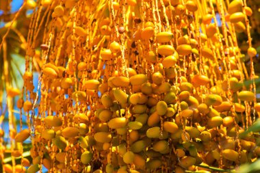 Hurma altın meyvesi, Kıbrıs