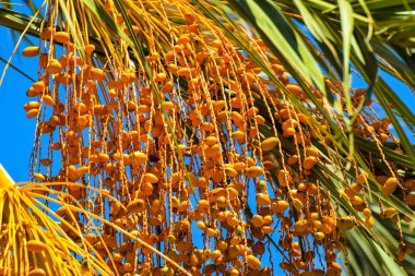 Hurma altın meyvesi, Kıbrıs