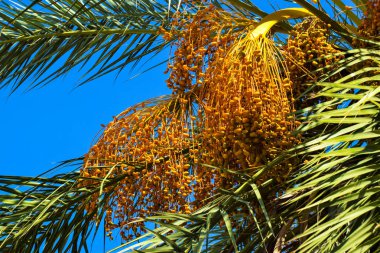 Hurma altın meyvesi, Kıbrıs