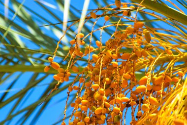 Hurma altın meyvesi, Kıbrıs