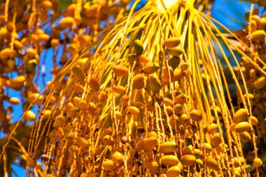 Hurma altın meyvesi, Kıbrıs