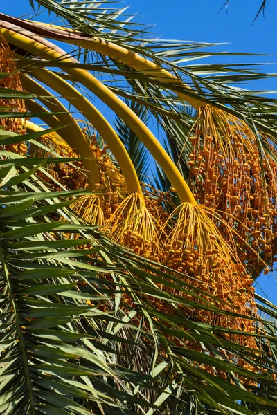 Date Palm Golden Fruit Chipre — Fotografia de Stock