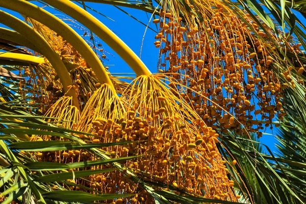 Date palm golden fruit, Cyprus