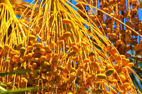 Hurma altın meyvesi, Kıbrıs