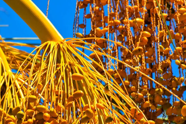 Hurma altın meyvesi, Kıbrıs