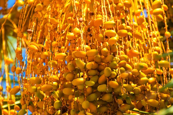 Hurma altın meyvesi, Kıbrıs