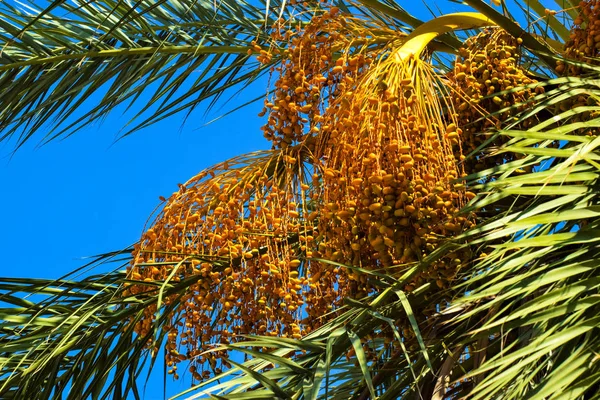 Date palm golden fruit, Cyprus