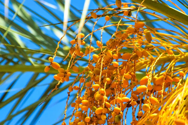 Hurma altın meyvesi, Kıbrıs