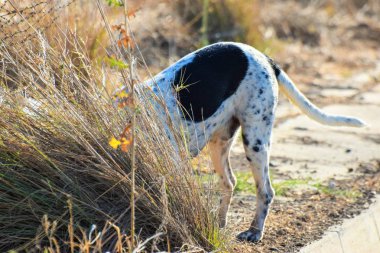 Komik köpek, işaretçi, dışarıda