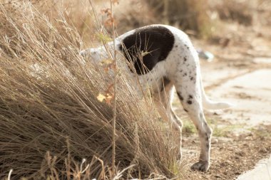 Komik köpek, işaretçi, dışarıda