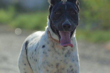 Komik köpek, işaretçi, dışarıda