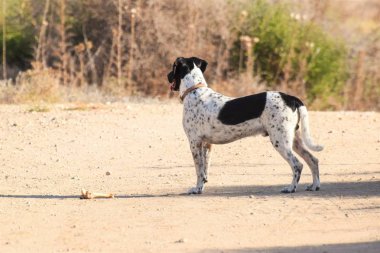 Komik köpek, işaretçi, dışarıda