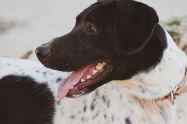 Komik köpek, işaretçi, dışarıda