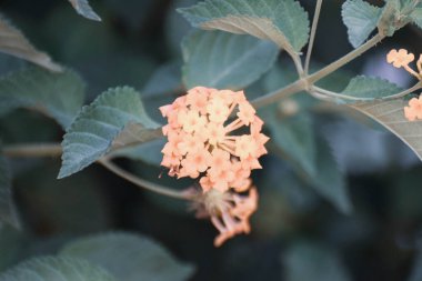 Güzel yaz çiçeği, Kıbrıs bahçesi