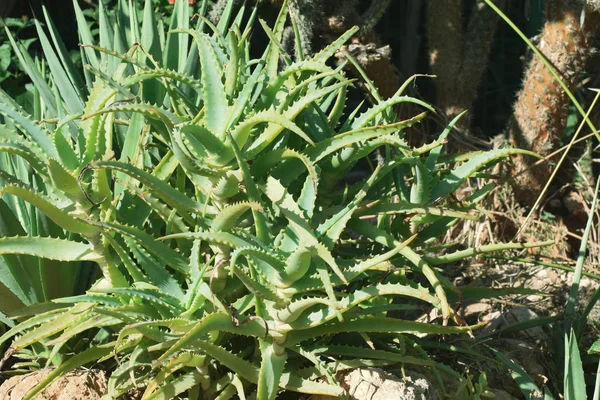 Aloe Vera Flor Imagens Grande Plano Fundo — Fotografia de Stock