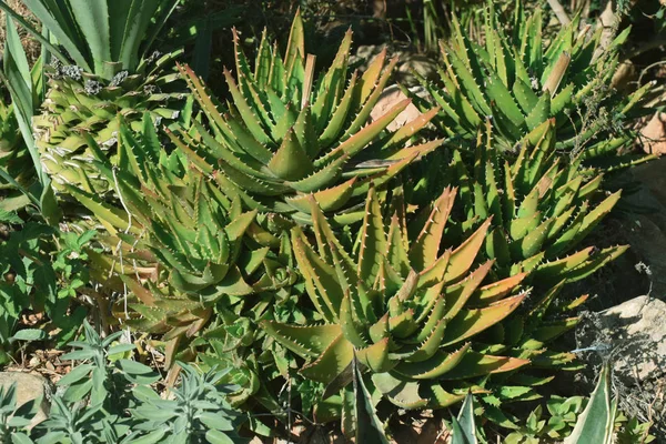 Λουλούδι Aloe Vera Κοντινό Φόντο — Φωτογραφία Αρχείου