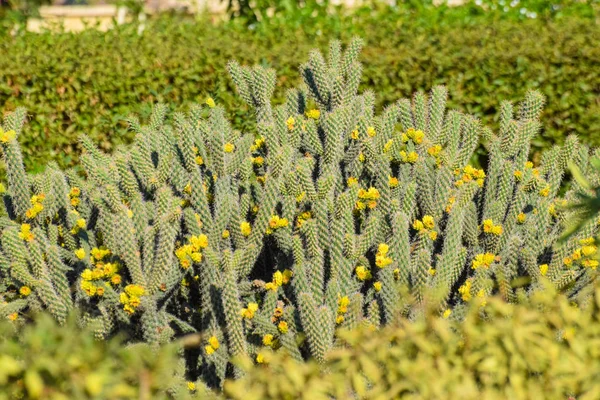 Schöner Kaktus Garten — Stockfoto
