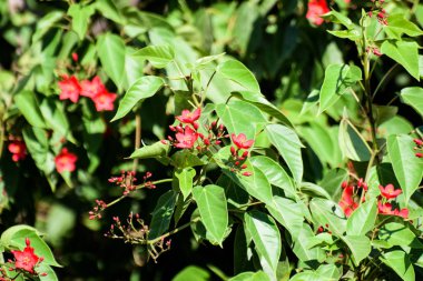Güzel yaz çiçeği, Kıbrıs bahçesi