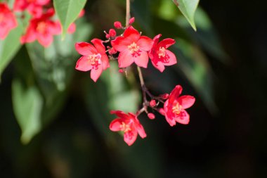 Güzel yaz çiçeği, Kıbrıs bahçesi