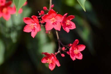 Güzel yaz çiçeği, Kıbrıs bahçesi