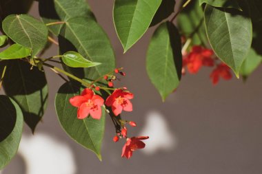 Güzel yaz çiçeği, Kıbrıs bahçesi