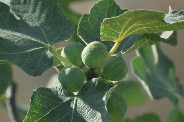 Ortak incir, gren ağacı, doğa arka plan
