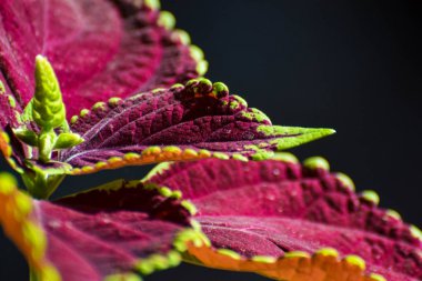 Güzel makro Coleus yaprağı, arka plan