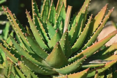 aloe vera çiçek, yakın çekim, arka plan