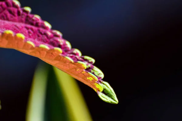 Bela Macro Folha Coleus Fundo — Fotografia de Stock