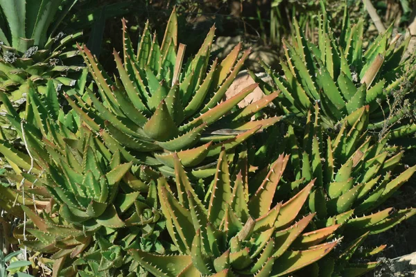 Aloe Vera Blume Nahaufnahme Hintergrund — Stockfoto