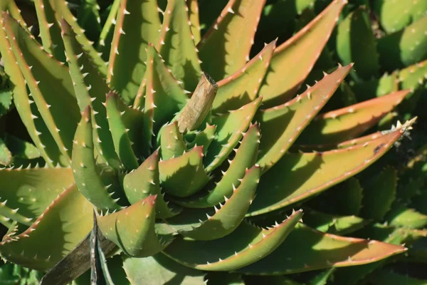 Aloe Vera Flor Imagens Grande Plano Fundo — Fotografia de Stock