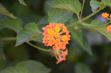 Güzel yaz çiçeği, Kıbrıs bahçesi