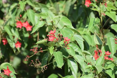 Güzel yaz çiçeği, Kıbrıs bahçesi