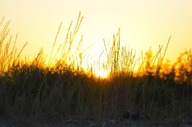  Siyah ve turuncu arka plan, gün batımı