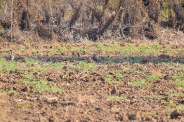 Bahçede Keklik Kuşlar, yürüyüş