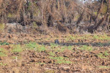 Bahçede Keklik Kuşlar, yürüyüş