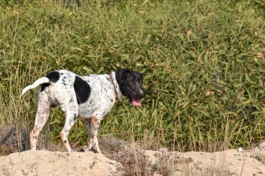 Komik köpek, işaretçi, dışarıda