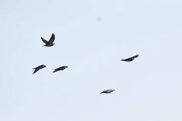 Fliegende Vögel Auf Dem Himmelshintergrund — Stockfoto