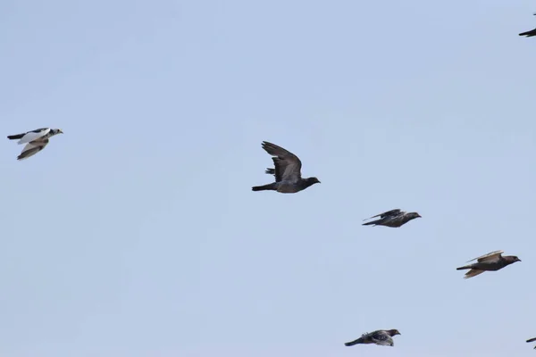 空の背景に飛び鳥を飛び出す — ストック写真