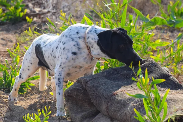 Cane Divertente Puntatore All Esterno — Foto Stock