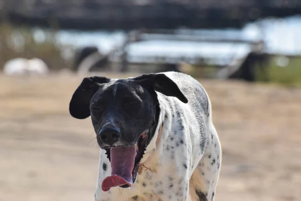 Chien Drôle Pointeur Extérieur — Photo