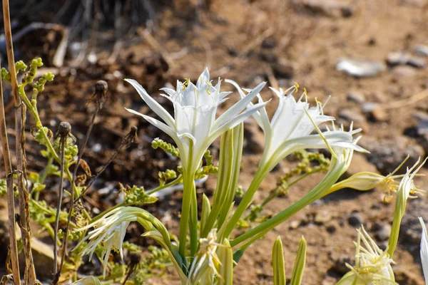 Sea daffodil, sea flower, close up