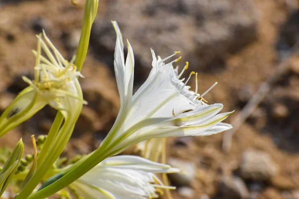 Sea Daffodil Sea Flower Close — Stock Photo, Image