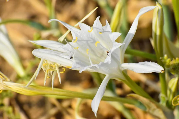 Sea daffodil, sea flower, close up