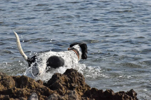 Rolig Hund Pekare Utsidan — Stockfoto