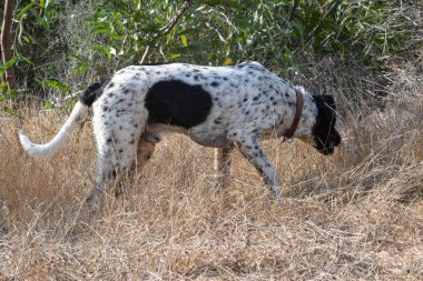 Komik köpek, işaretçi, dışarıda