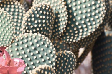 Güzel yeşil kaktüs, bahçe bitkisi