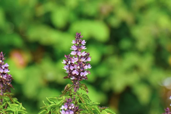 Fleur Basilic Dans Jardin — Photo