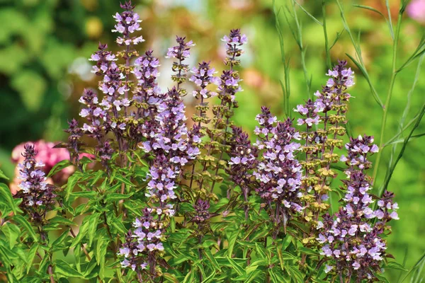 Fleur Basilic Dans Jardin — Photo